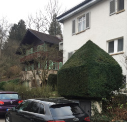 Buxbaum-Monster in Nachbars Garten – Makler zeigen ungern die Nachbarschaft. (Bild: Wilfried Dechau)